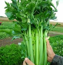 Seledri yang berasal dari negara tropis seperti asia umumnya memiliki rasa dan aroma yang lebih keras per 100 gram dari seledri juga terdapat kalori hanya sebesar 9 gram. Cara Menyemai Biji Seledri Batang Besar Andra Farm