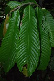 Image result for Uvariodendron