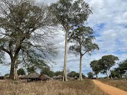 Image result for Sterculia appendiculata