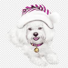 From absolutely beautiful cotons @ abccotons.com. Dog Maltese Bichon Coton De Tulear Havanese Watercolor Paint Wet Ink Puppy Watercolor Paint Wet Ink Png Pngwing