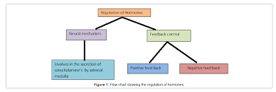 Role Of Homeostasis In Human Physiology A Review