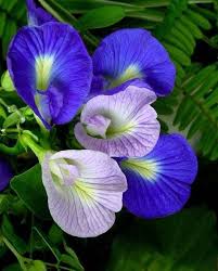 25 Seeds Blue Butterfly Pea Vine Flower Clitoria Ternatea Pea Flower Flower Garden Plans Butterfly Pea Flower