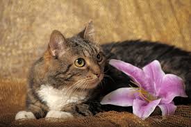 We did not find results for: Poisonous Plants The Cat Hospital Of Maine