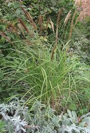 Image result for Cynodon aethiopicus