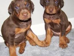 Our doberman pinscher puppies for sale come from either usda licensed commercial breeders or hobby breeders with no more than 5 breeding mothers. Doberman Pinscher Puppies In Indiana