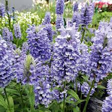 I have pulled together a list of some of our favourite garden additions that have proved not only reliable but worthy assets to any garden or outside space. Perennial Plants Perennial Flowers Uk Dobies