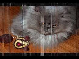 It was in a no kill rescue calendar for 2008. Cat Vs Dog Diary Youtube