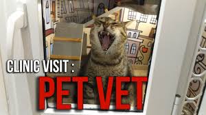 Check spelling or type a new query. Clinic Visit Pet Vet Animal Clinic Youtube