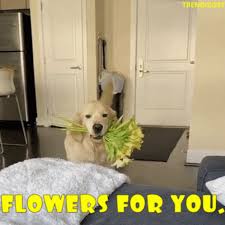 Maybe you would like to learn more about one of these? Get Well Flowers Gifs Tenor