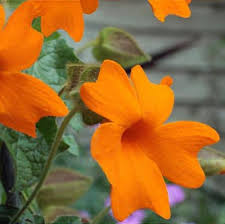 Image result for Thunbergia gregorii