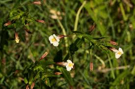Image result for Mimulus gracilis