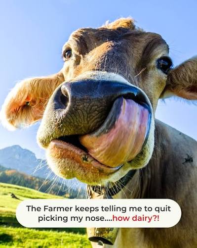 cow puns
