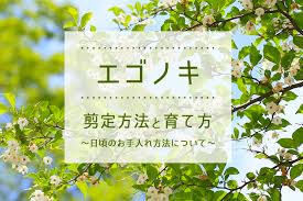 エゴノキ剪定 方法と正しい育て方 日頃の手入れについても解説 伐採 剪定 1本2 890円 税抜 全国対応 剪定110番