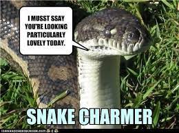 Snake Charmer Snakes Funny Snake Charmer Snake Meme