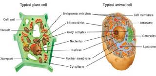 Maybe you would like to learn more about one of these? Structure Of Plant Cell And Animal Cell Entri Blog