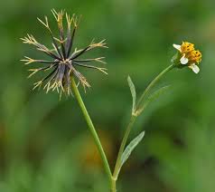 Image result for Bidens biternata