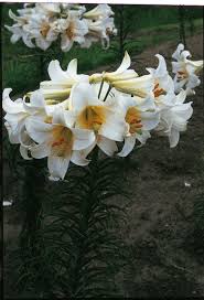 We did not find results for: Lilium Regale Album Huge Pure White Flower Heads Yellow Throat