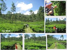 Liburan Anak Agro Wisata Gunung Mas