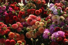 Maybe you would like to learn more about one of these? Meet The 2019 Floret Scholarship Winners Floret Flowers