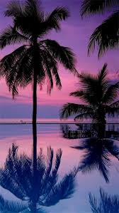 Tree sunset wallpaper palm tree iphone wallpaper summer wallpaper beach wallpaper scenery wallpaper iphone background wallpaper cellphone wallpaper background how to become a house sitter & where to find jobs | hobo with a laptop. Palm Tree Wallpaper Nawpic