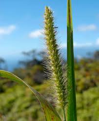 Image result for Setaria parviflora