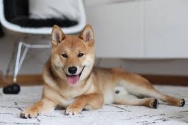 Gluck Zum Anfassen Shiba Inu Taro Alexandra Winzer Shiba Inu Shiba Hunde
