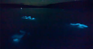 Bioluminescent Bay Puerto Rico Fajardo The Vieques Bioluminescent Bay A Life Before And After Experience If Someone Handed Me A P Bioluminescent Bay Night Swimming Bioluminescent Bay Puerto Rico