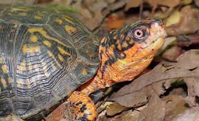 Species Profile Eastern Box Turtle Terrapene Carolina