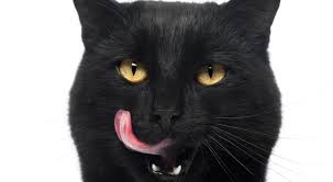 When black cats are attacking you in a dream tells you that the witches and wizards are against your progress, marriage, finance. Black Cat Dream Meaning Get Your Dream Interpretation Now