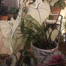 In this vlog i share my caladium plant care tips. Growing Caladium Indoors Advice Details In Comments Indoorgarden