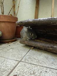 La Dure Vie Du Lapin Urbain Sans Dessus Dessous Jouet Pour Lapin Lapin Jouet