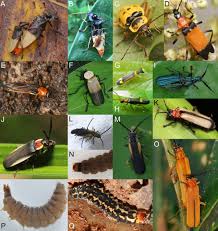 Untangling the evolution of soldier beetles (Coleoptera: Cantharidae) and  the evaluation of the morphological phylogenetic signal in a soft‐bodied  elateroid lineage