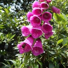 Shade flowers that attract pollinators. Shade Garden Plants For Bees