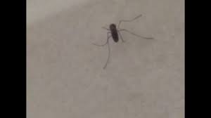 This song has been downloaded 778 times. Dancing Mosquito Youtube