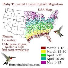 Hummingbird Migration Chart Hummingbirds Hummingbird