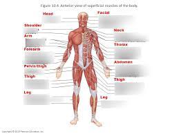 Learn the muscles of the arm. Anterior View Of Body Muscles Diagram Quizlet