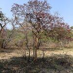 Image result for Hymenocardia acida