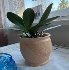 Image result for puklice na orchideích obrázek