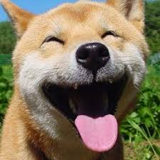 Pin By The Smile Generation On Animals Smile Too Smiling Animals Happy Animals Happy Dogs