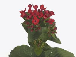 Image result for Rubiaceae