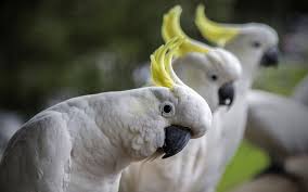 Cockatoos of Australia