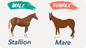 By seymur aliyev photography · updated about 7 years ago. Male And Females Of Animals Animals For Kids Lkg Ukg Youtube