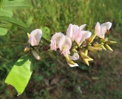 Image result for Abrus melanospermus