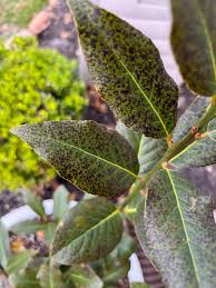 Image result for bay leaf bush foto