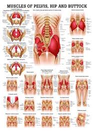 It is the most superficial of the calf muscles. Lower Back Muscles