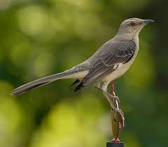 Bird Sounds Birds Singing Listen Listen To The Mockingbird A Study Of Complex Song And Climate Pet Birds Nature Animals Bird