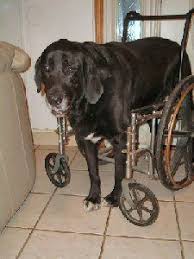 Pin By Amber On Dog Stuff Dog Wheelchair Diy Dog Wheelchair Great Dane Rescue