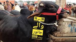 7 мин и 54 сек. Qurbani Par Tex Public Reaction Knowledege Facts By Subhan Tv