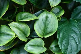 Satin pothos are scientifically referred to as scindapsus pictus 'argyraeu'. For People Who Want To Know More About Scindapsus A Natural Curiosity