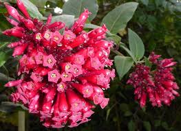 Image result for Cestrum elegans